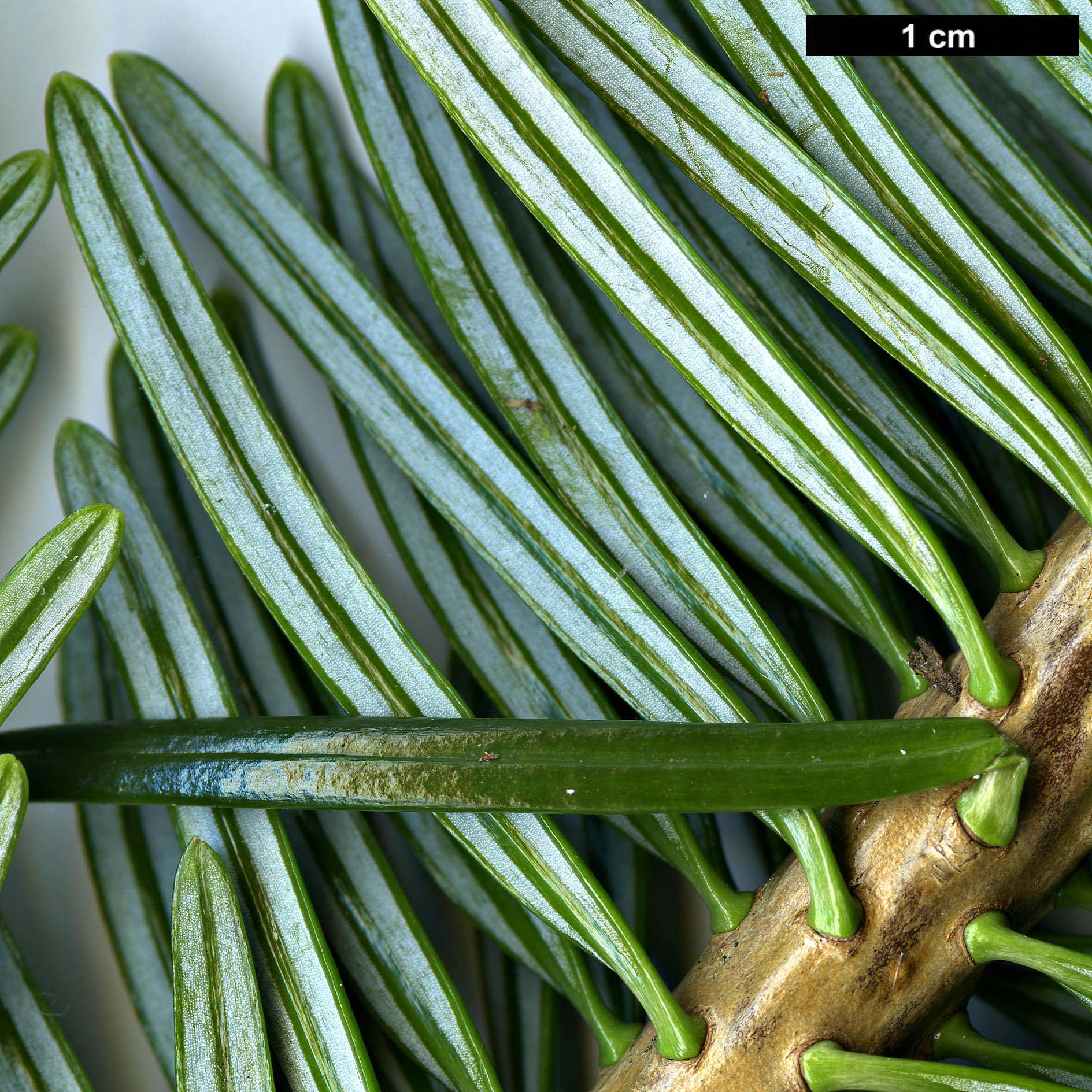 High resolution image: Family: Pinaceae - Genus: Abies - Taxon: chensiensis - SpeciesSub: subsp. salouenensis